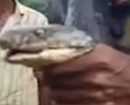 Bihar: Man wearing king cobra around his neck at religious event dies of snake bite
